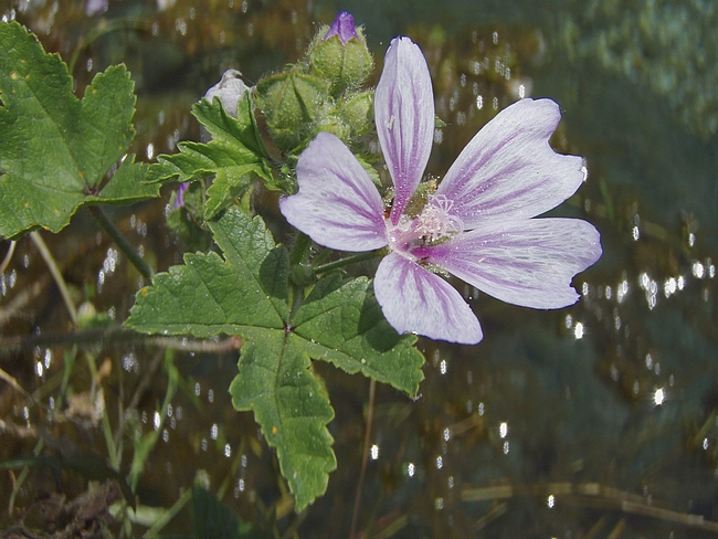 Malva sylvestris
